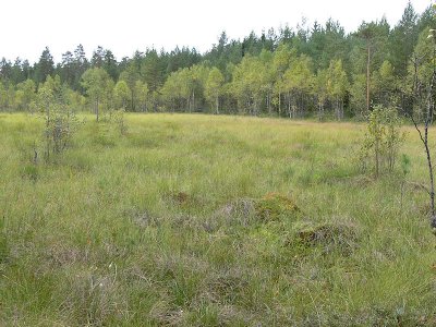 Polytrichum strictum - Myrbjrnmossa - Strict Haircap