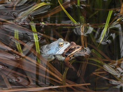 kergroda - Rana arvalis - Moor frog