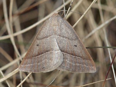 Ormbunksmtare - Petrophora chlorosata - Brown Silver-line