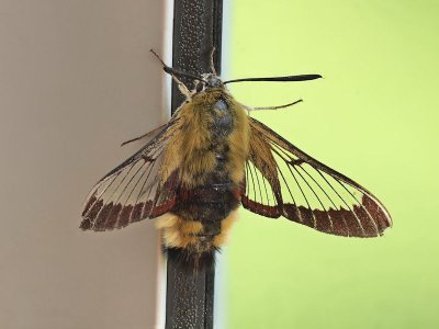 Svrmare - Sphingidae - Hawk-moths