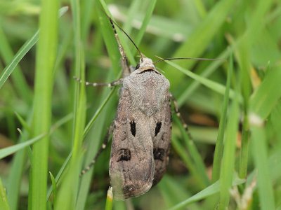 Åkerjordfly - Agrotis exclamationis - Heart and Dart