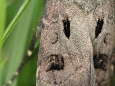 kerjordfly - Agrotis exclamationis - Heart and Dart