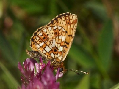 Brunfläckig pärlemorfjäril - Boloria selene - Small Pearl-bordered Fritillary or Silver Meadow