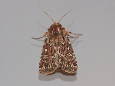 Nattflyn - Noctuidae - Owlet Moths