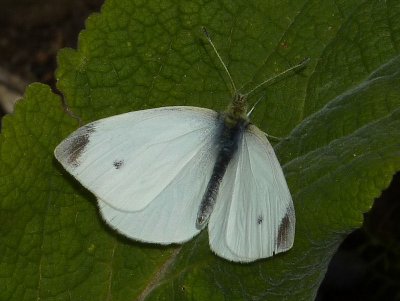 Rovfjril - Pieris rapae - Small White