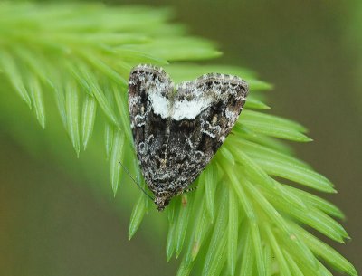 Vitfläckat glansfly - Protodeltote pygarga - Marbled White Spot