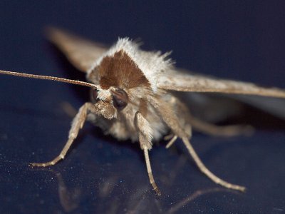 Helflckat vickerfly - Lygephila pastinum - Blackneck