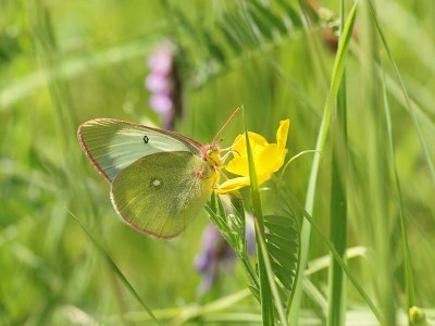 Svavelgul höfjäril - Colias palaeno - Moorland Clouded Yellow