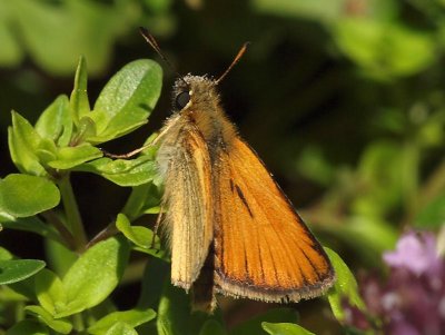 Mindre tåtelsmygare - Thymelicus lineola - Essex skipper
