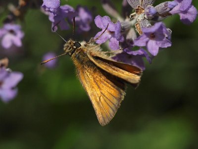 Mindre ttelsmygare - Thymelicus lineola - Essex skipper