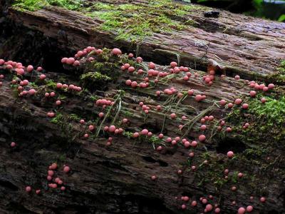 Vargmjlk    (Lycogala epidendrum)