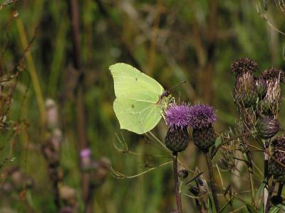 Citronfjäril. Brimstone. Gonepteryx rhamni