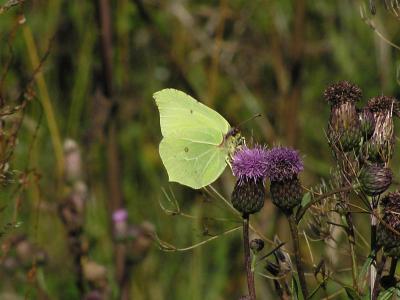 Citronfjril. Brimstone. Gonepteryx rhamni