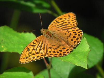 Silverstreckad pärlemorfjäril (hane) - Argynnis paphia - Silver-washed Fritillary (male)