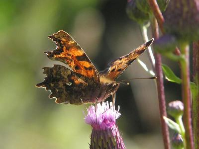 Vinbrsfuks - Polygonia c-album - Comma Butterfly