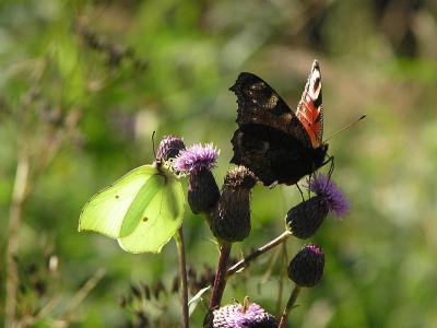 Citronfjril och pglga - Gonepteryx rhamni och Inachis io - Brimstone and Peacock