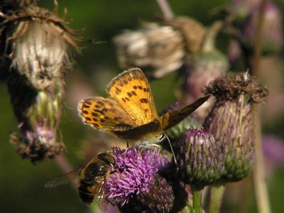 Vitflckig guldvinge (hona) - Lycaena virgaureae - Scarce Copper (female)