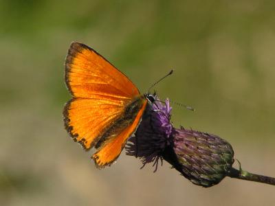 Fjärilar - Butterflies and Moths