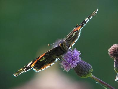 Amiral - Vanessa atalanta - Red Admiral