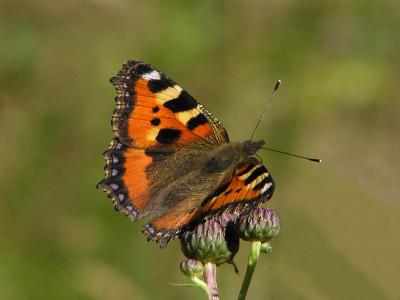 Nsselfjril - Aglais urticae - Small Tortoiseshell