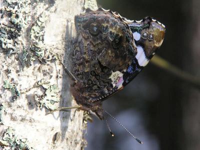 Amiral. Red Admiral. Vanessa atalanta