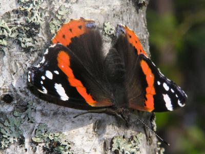 Amiral. Red Admiral. Vanessa atalanta