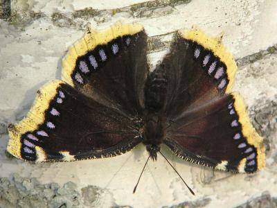 Sorgmantel - Nymphalis antiopa - Camberwell Beauty or Mourning Cloak