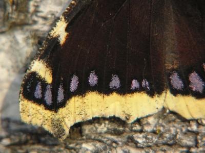 Sorgmantel - Nymphalis antiopa - Camberwell Beauty or Mourning Cloak