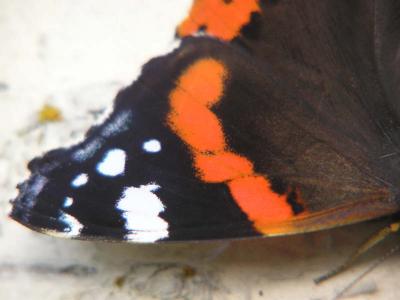 Amiral. Red Admiral. Vanessa atalanta