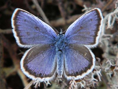 Ljungblvinge (hanne) - Plebejus argus - Silver-studded Blue (male)