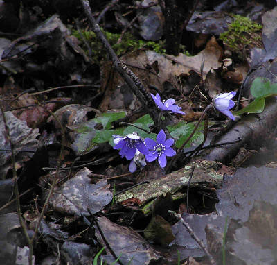 Blsippa. (Hepatica nobilis)