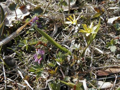 Smnunnert och vrlk. (Corydalis intermedia och Gagea lutea)