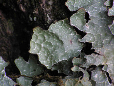 Skrynkellav (Parmelia sulcata)