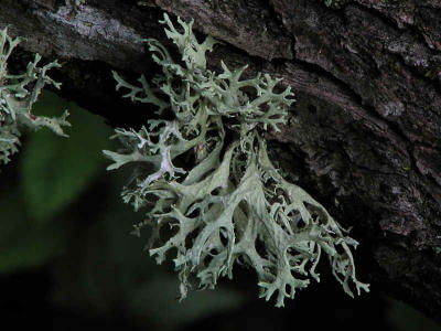 Slnlav (Evernia prunastri)