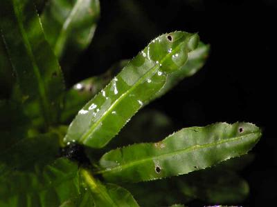 Praktstjrnmossa (Plagiomnium undulatum)