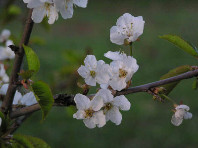 Fgelbr (Prunus avium)