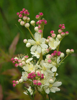 Brudbrd (Filipendula vulgaris)