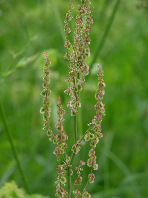 ngssyra (Rumex acetosa)
