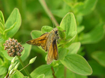 ngssmygare (hanne) - Large skipper - Ochlodes sylvanus (male)