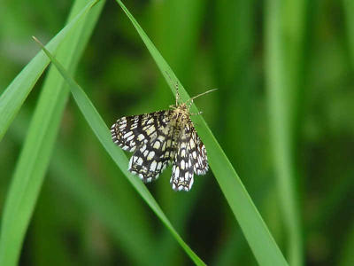 Rutig buskmtare - Chiasmia clathrata - Latticed Heath