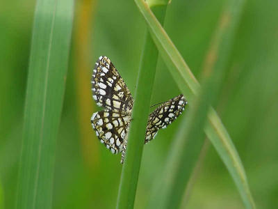 Rutig buskmtare - Chiasmia clathrata - Latticed Heath