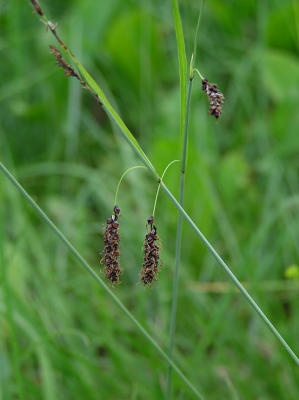 Slankstarr (Carex flacca)