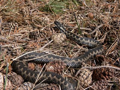 Adder (Vipera berus)