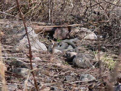 Grass snake (Natrix natrix)