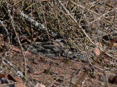 Grass snakes (Natrix natrix)