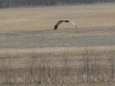 Marsh harrier (Circus aeruginosus)