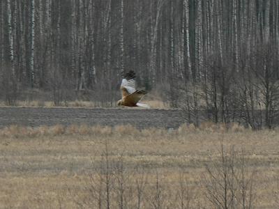 Marsh harrier (Circus aeruginosus)