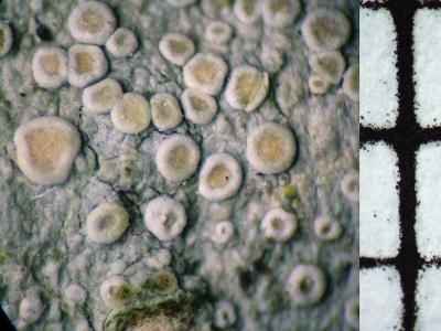 Another Lecanora sp.