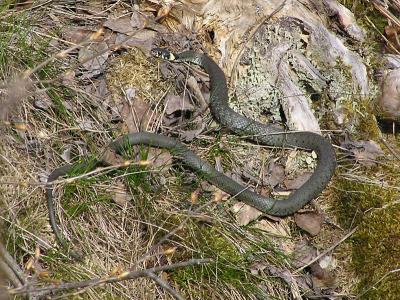 Snok - Natrix natrix - Grass snake