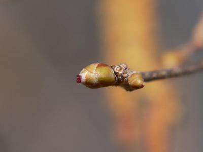 Hassel - Corylus avellana - Hazel